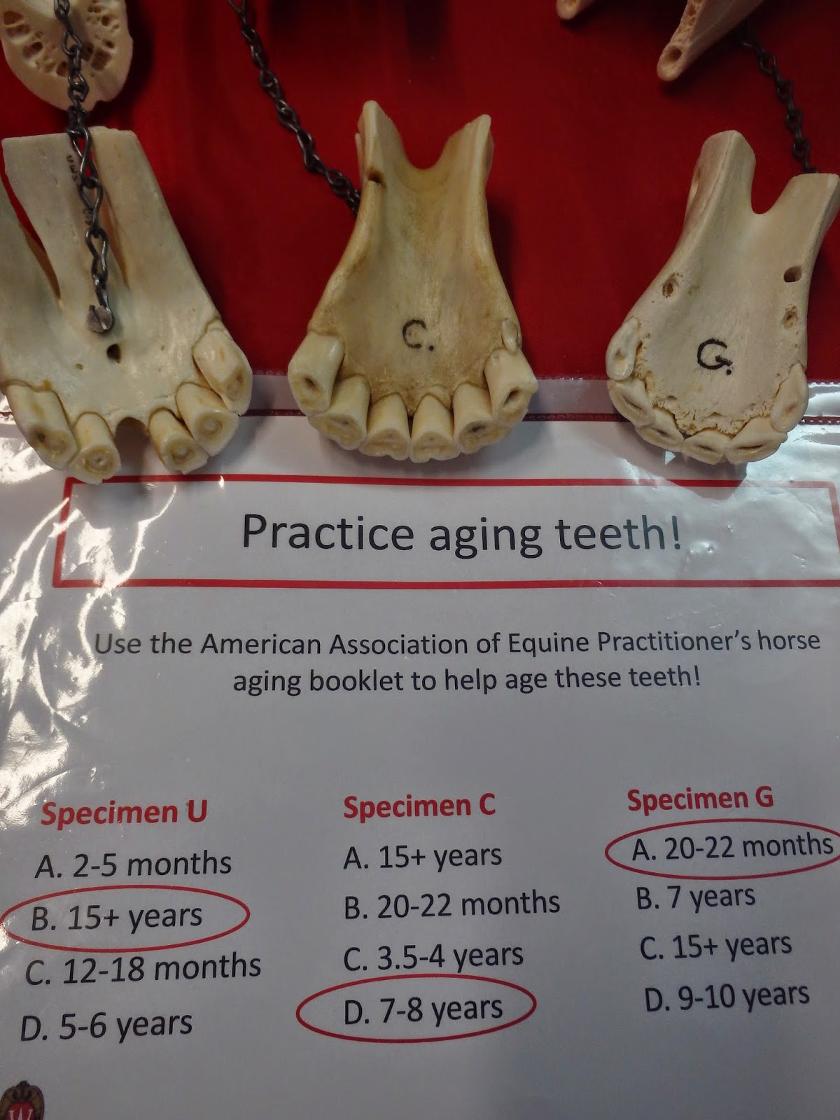 North Horse Midwest Horse Fair 2015 Part 1